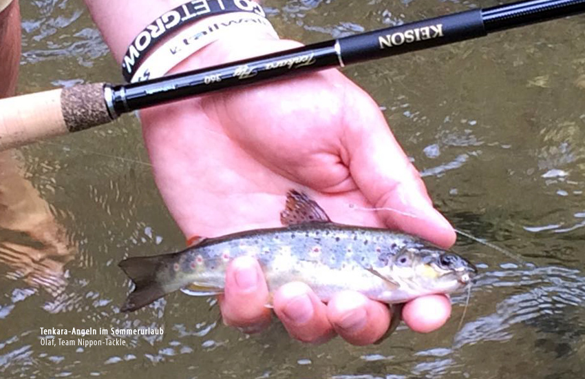 Bachforelle im Chiemsee beim Tenkara-Angeln