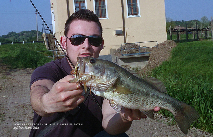 Schwarzbarsch auf Spinnerbait / Buzz-Bait Schwarzbarsch auf Spinnerbait / Buzz-Bait
