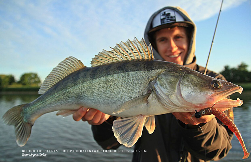 Zander auf TT Shad Slim 5