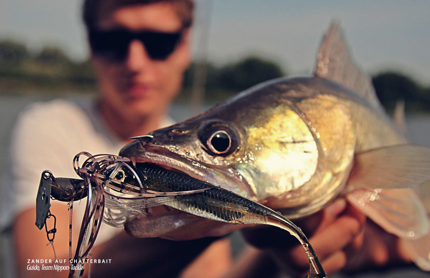 Zanderangeln mit Chatterbaits