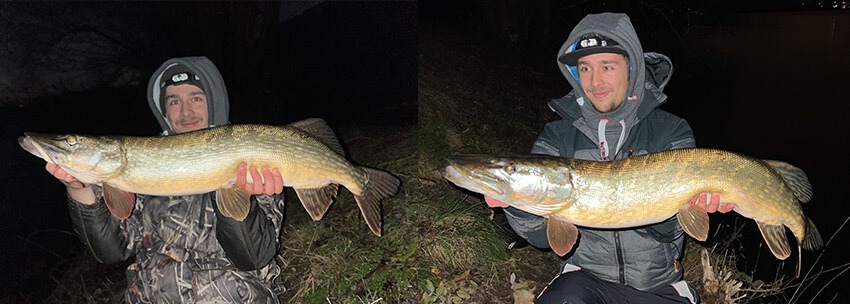 Trotz Wind und Kälte konnte die Pike Game einige schöne Fische an Land bringen. Am erfolgreichsten waren beim Test mittelgroße Gummifische, welche langsam durchs Flachwasser geleiert wurden.