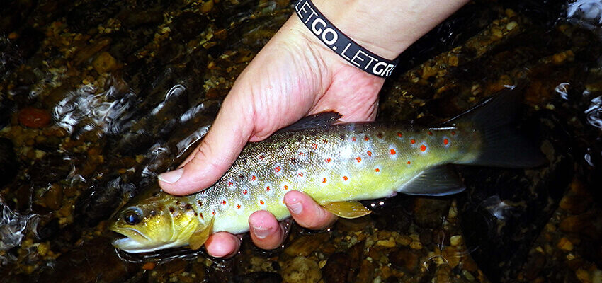 Catch and Release & Entnahmefenster